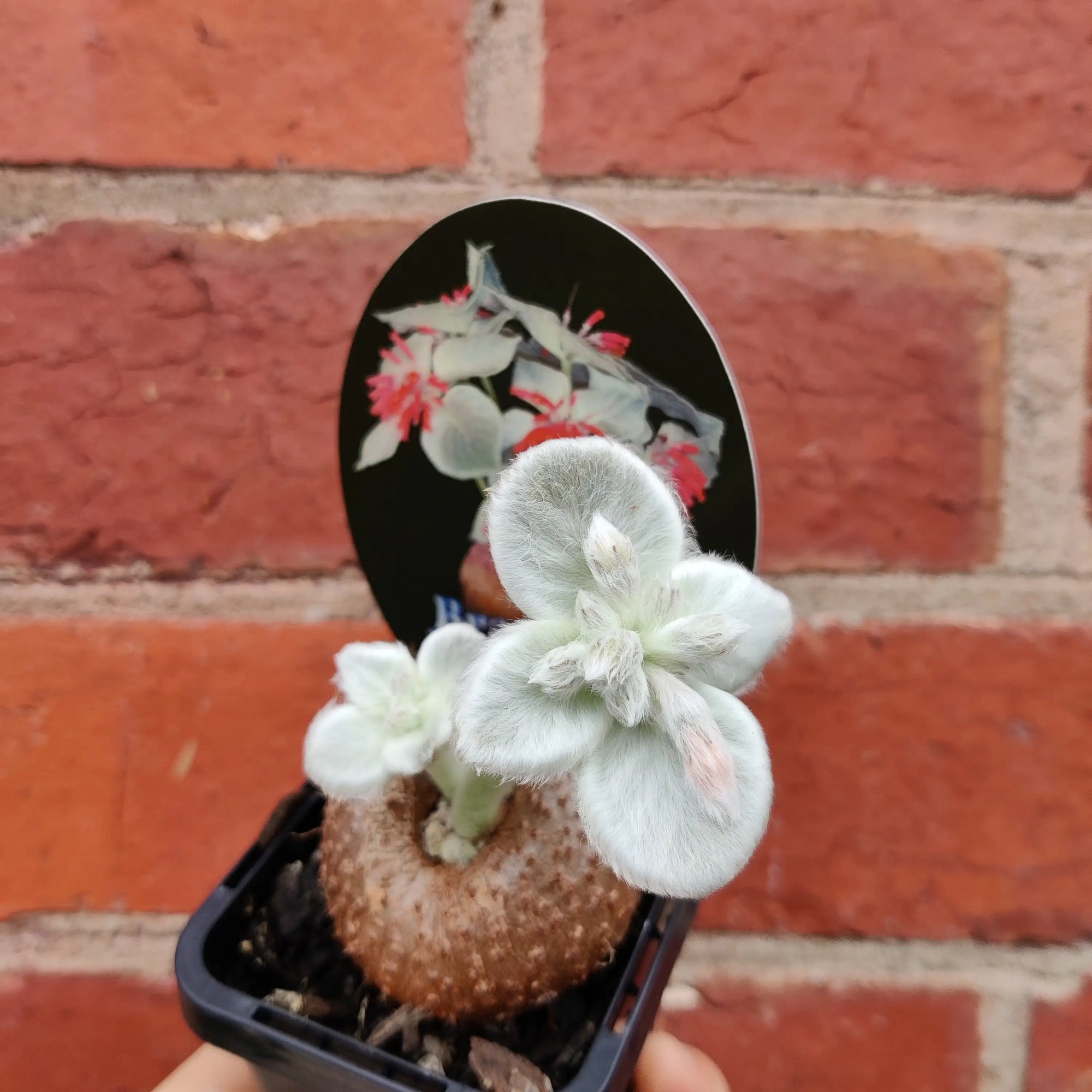 Sinningia Brazillian Edelweiss - 8cm Pot Folia House