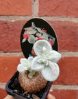 Sinningia Brazillian Edelweiss - 8cm Pot Folia House