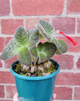 Sinningia Crushed Velvet - 10cm Pot Folia House