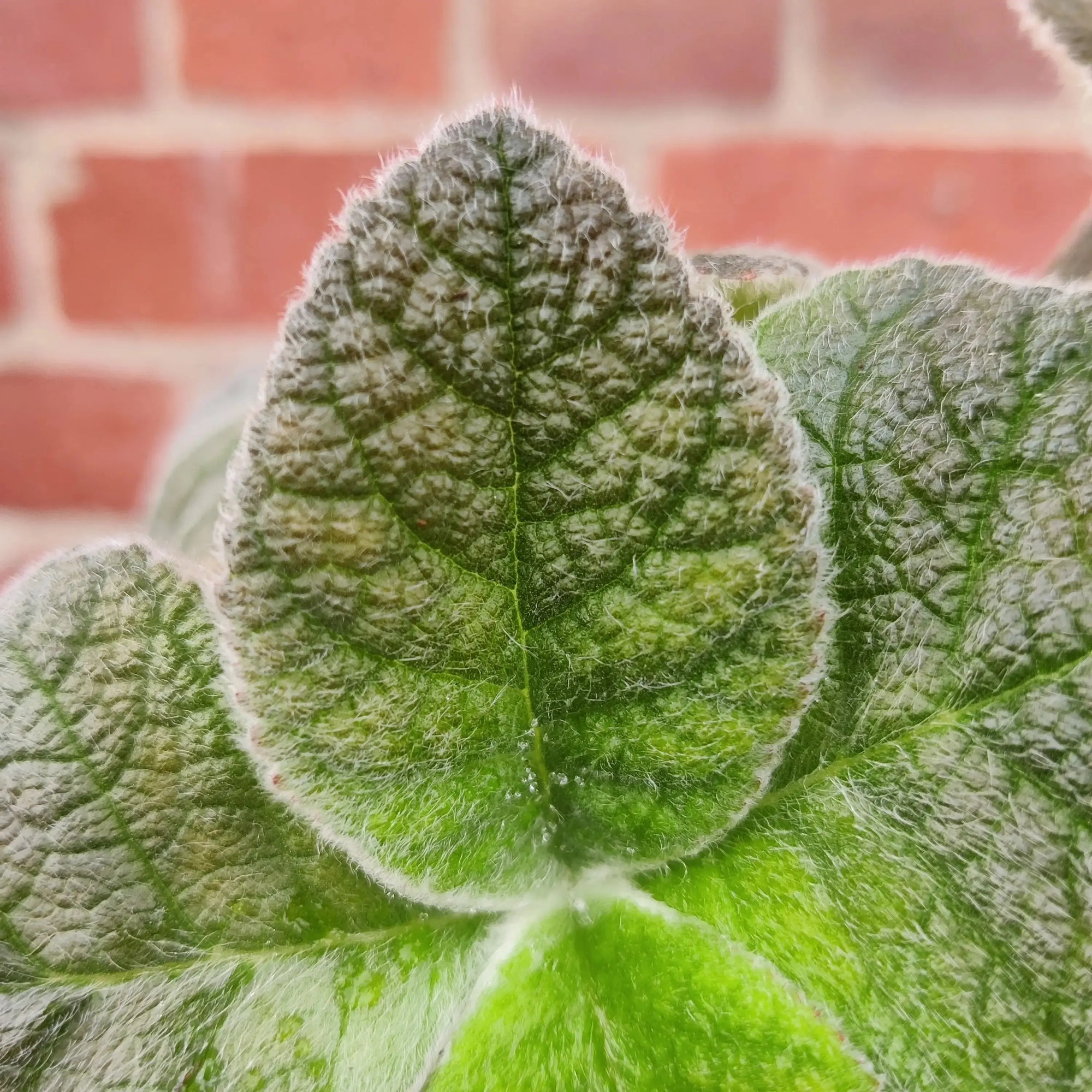Sinningia Crushed Velvet - 10cm Pot Folia House