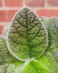 Sinningia Crushed Velvet - 10cm Pot Folia House