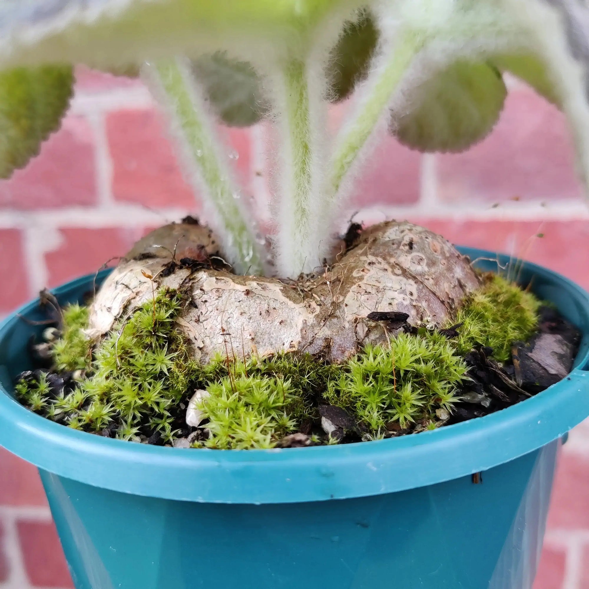 Sinningia Crushed Velvet - 10cm Pot Folia House