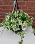 Snow Queen Pothos - 20cmHB Folia House