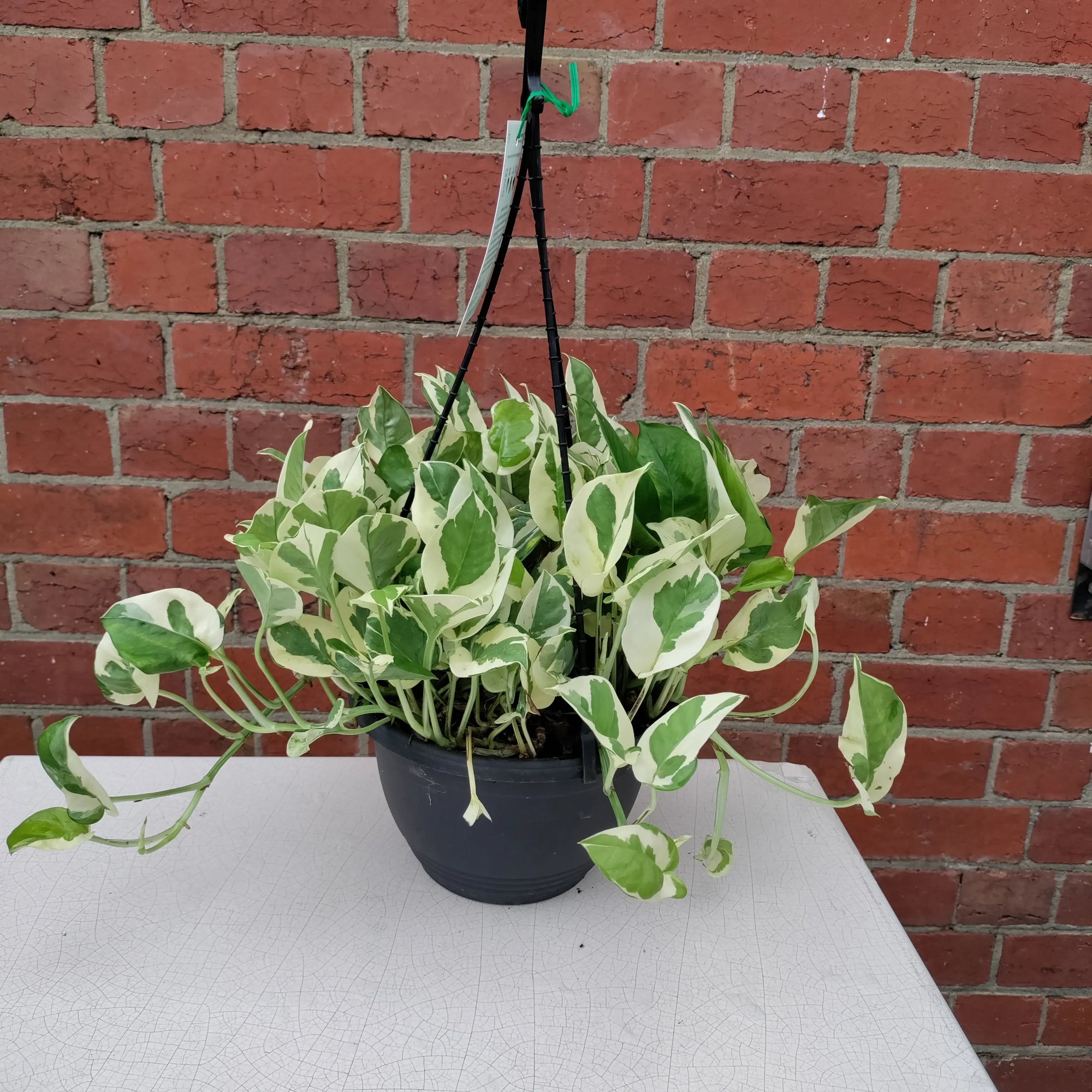 Snow Queen Pothos - 20cmHB Folia House