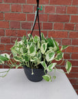 Snow Queen Pothos - 20cmHB Folia House