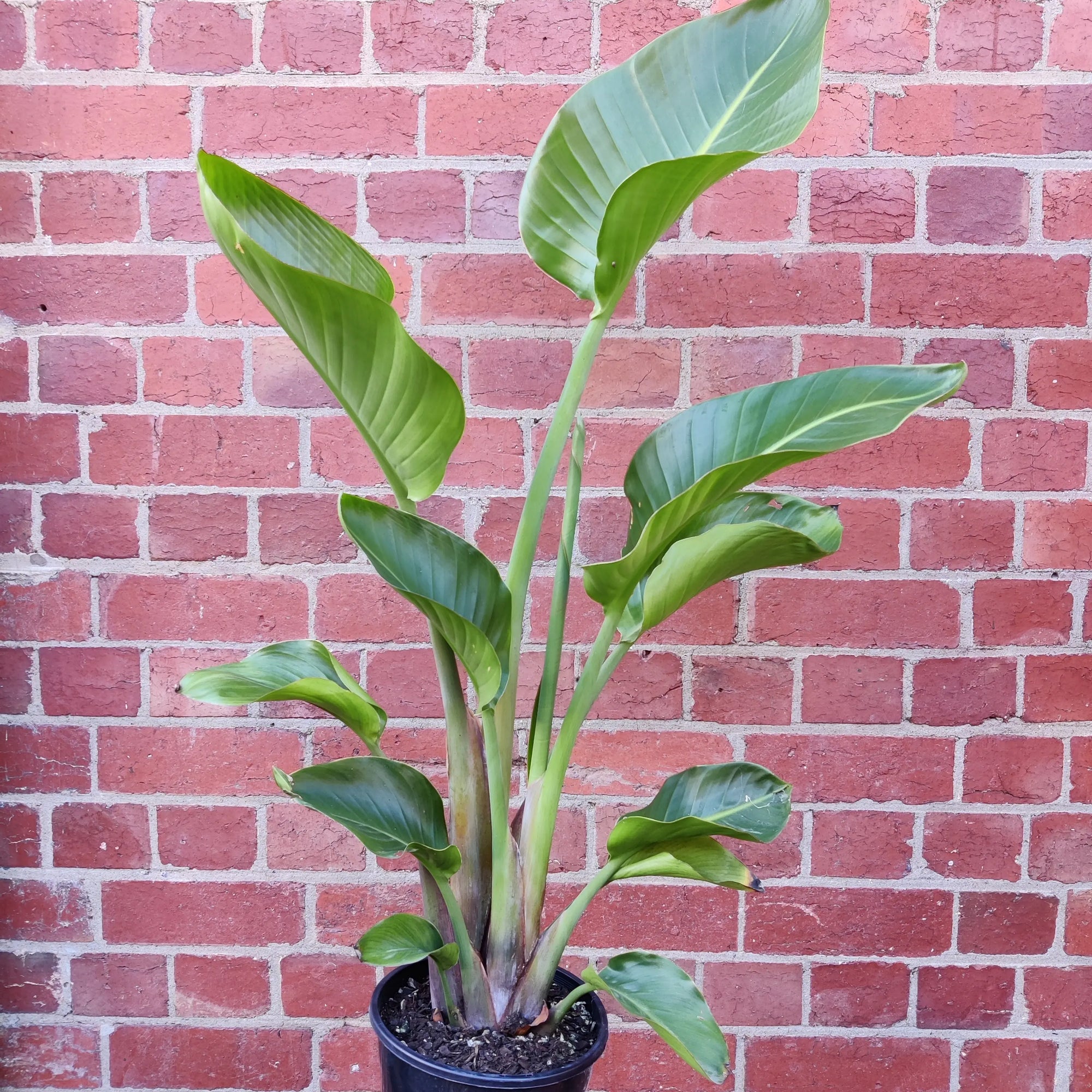 Strelitzia Nicolai - Bird of Paradise - 20cm Pot Folia House