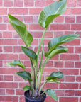 Strelitzia Nicolai - Bird of Paradise - 20cm Pot Folia House