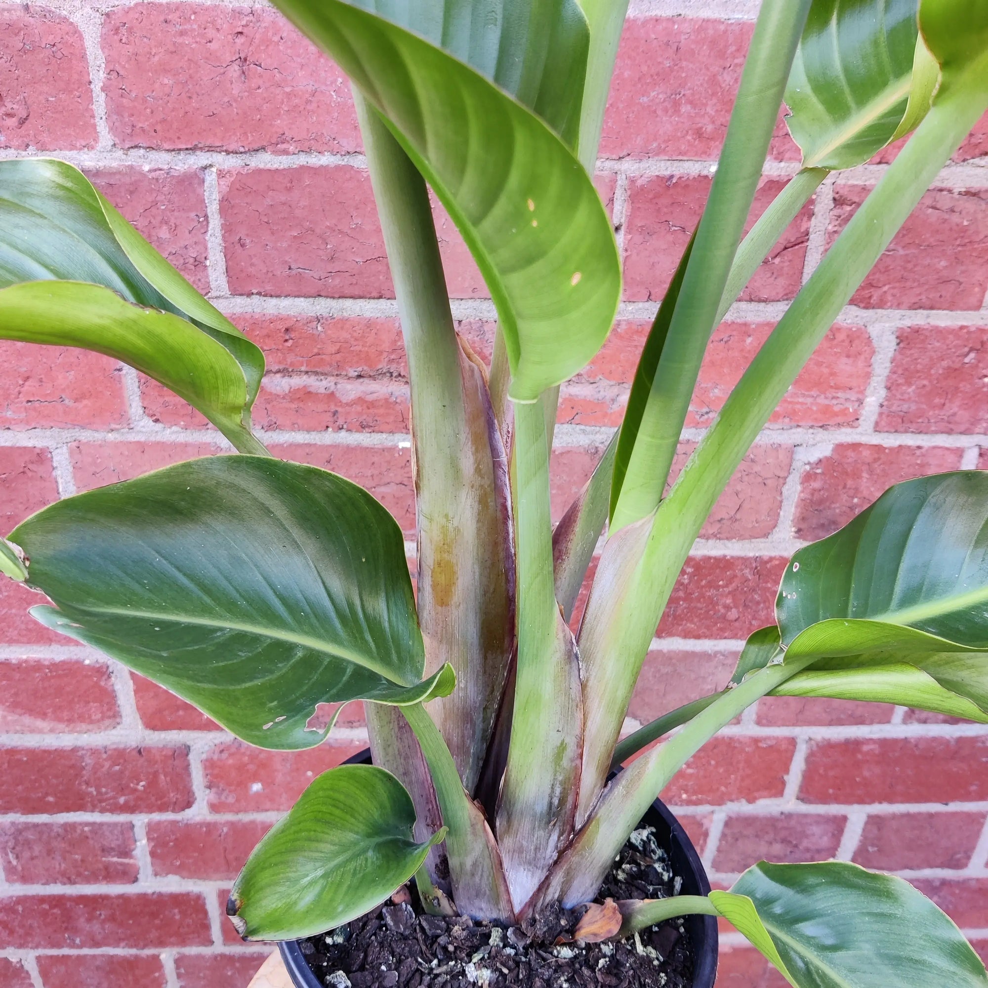 Strelitzia Nicolai - Bird of Paradise - 20cm Pot Folia House