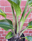 Strelitzia Nicolai - Bird of Paradise - 20cm Pot Folia House