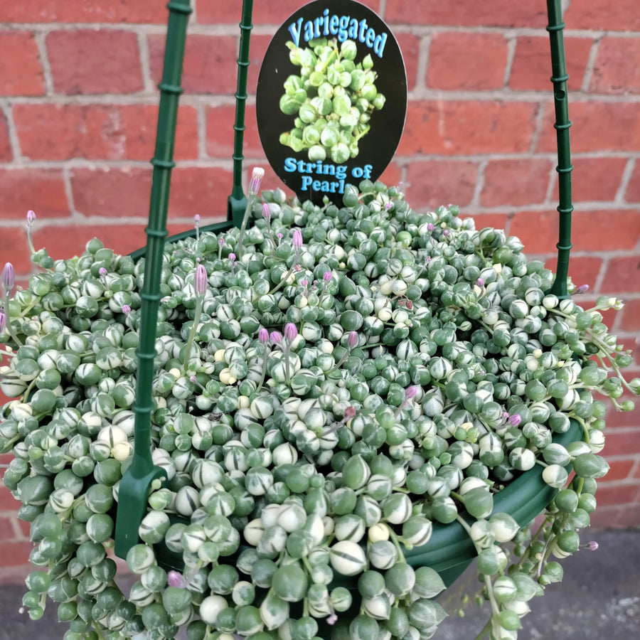 String of Pearls variegated (Senecio rowleyanus) - 20cmHB Folia House