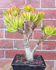 Succulent - Bonsai in ceramic pot - 12x16cm pot Folia House