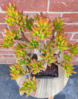 Succulent - Bonsai in ceramic pot - 12x16cm pot Folia House