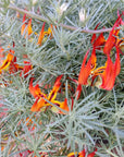 Trailing Lotus (Red) - 25cmHB Folia House