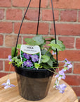Viola Double Mauve - 15cm pot Folia House