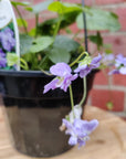 Viola Double Mauve - 15cm pot Folia House