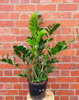 Zanzibar Gem (Zamioculcas zamiifolia) - 20cm Pot Folia House
