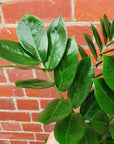 Zanzibar Gem (Zamioculcas zamiifolia) - 20cm Pot Folia House