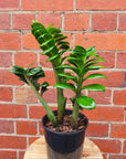 Zanzibar Zenzii - 15cm Pot Folia House