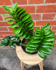 Zanzibar Zenzii - 15cm Pot Folia House