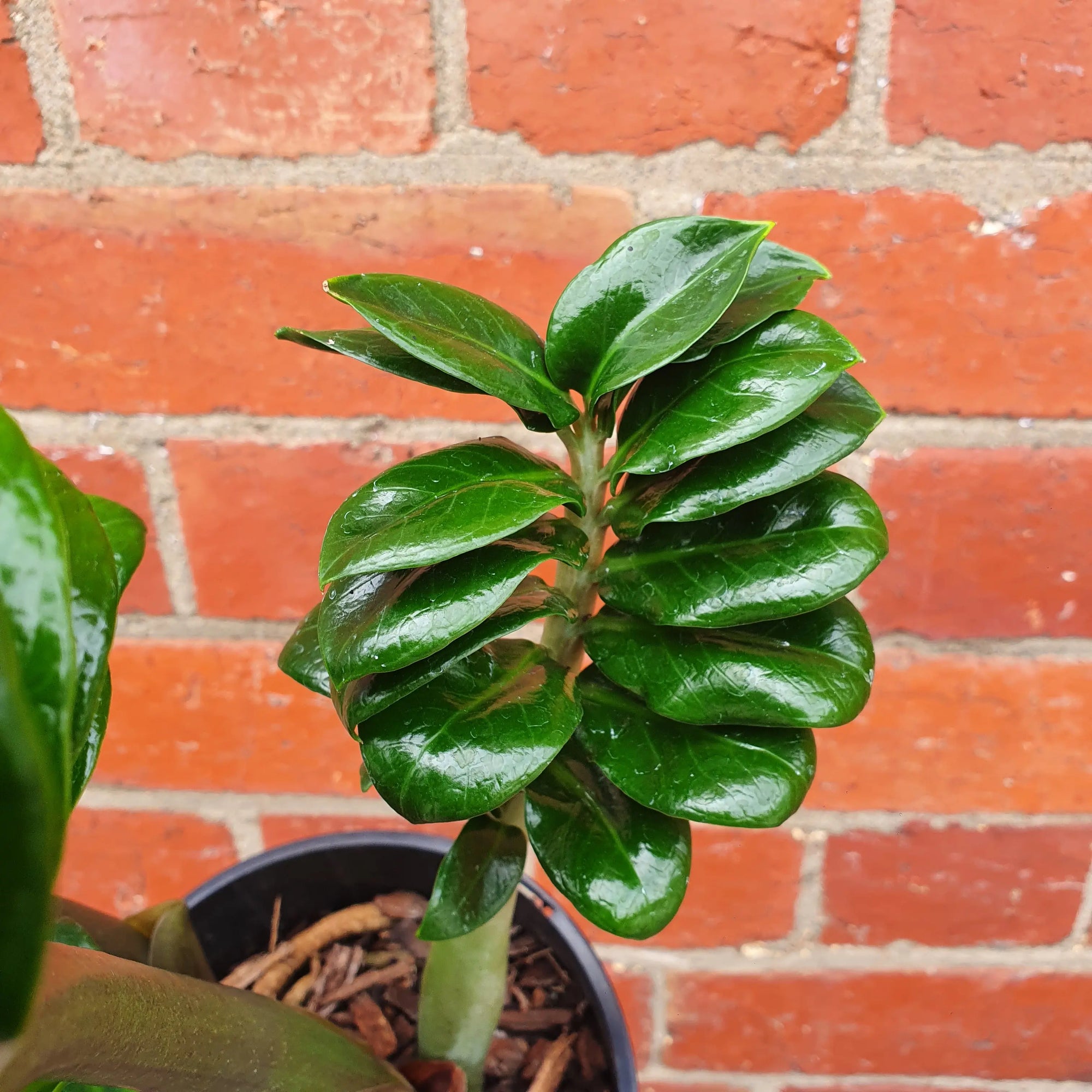 Zanzibar Zenzii - 15cm Pot Folia House