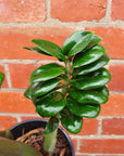 Zanzibar Zenzii - 15cm Pot Folia House
