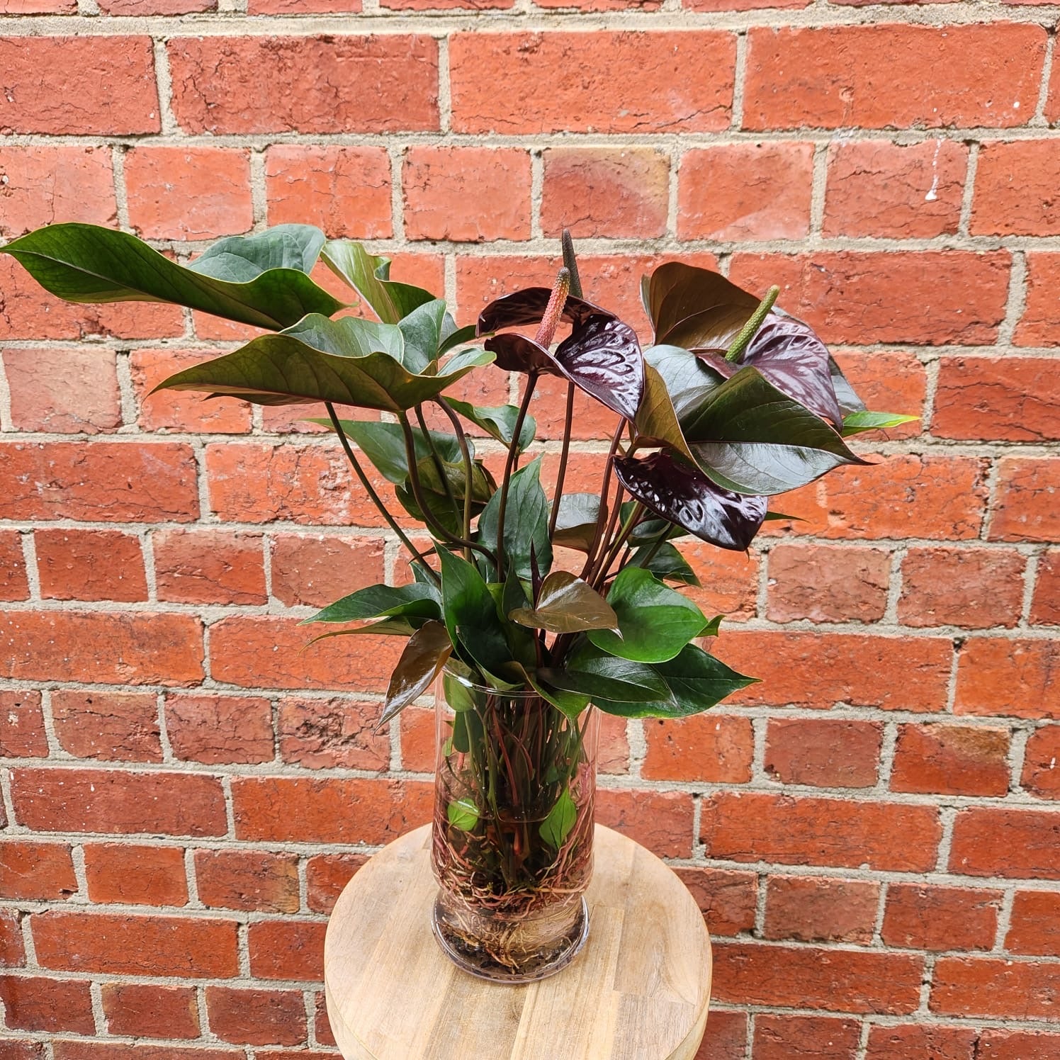 Anthurium in glass vase - Black heart - 12cmD vase