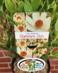 Leucadendron Summer Sun - 20cm pot