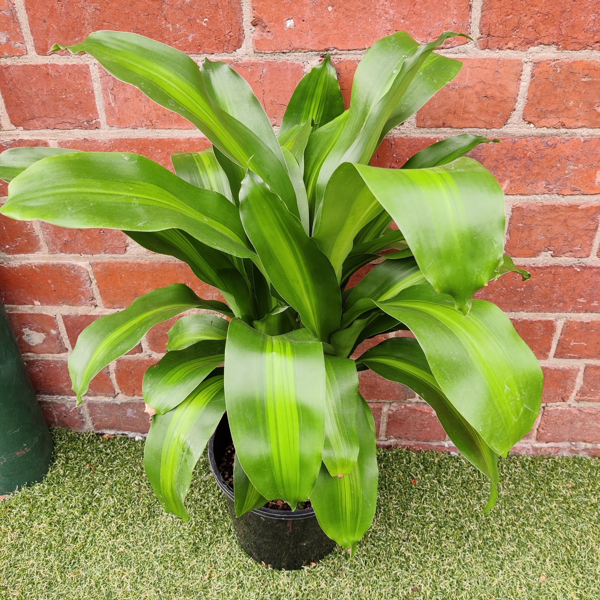 Happy Plant (Dracaena Frangans 'Massangeana') - 20 cm Pot