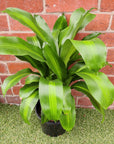 Happy Plant (Dracaena Frangans 'Massangeana') - 20 cm Pot