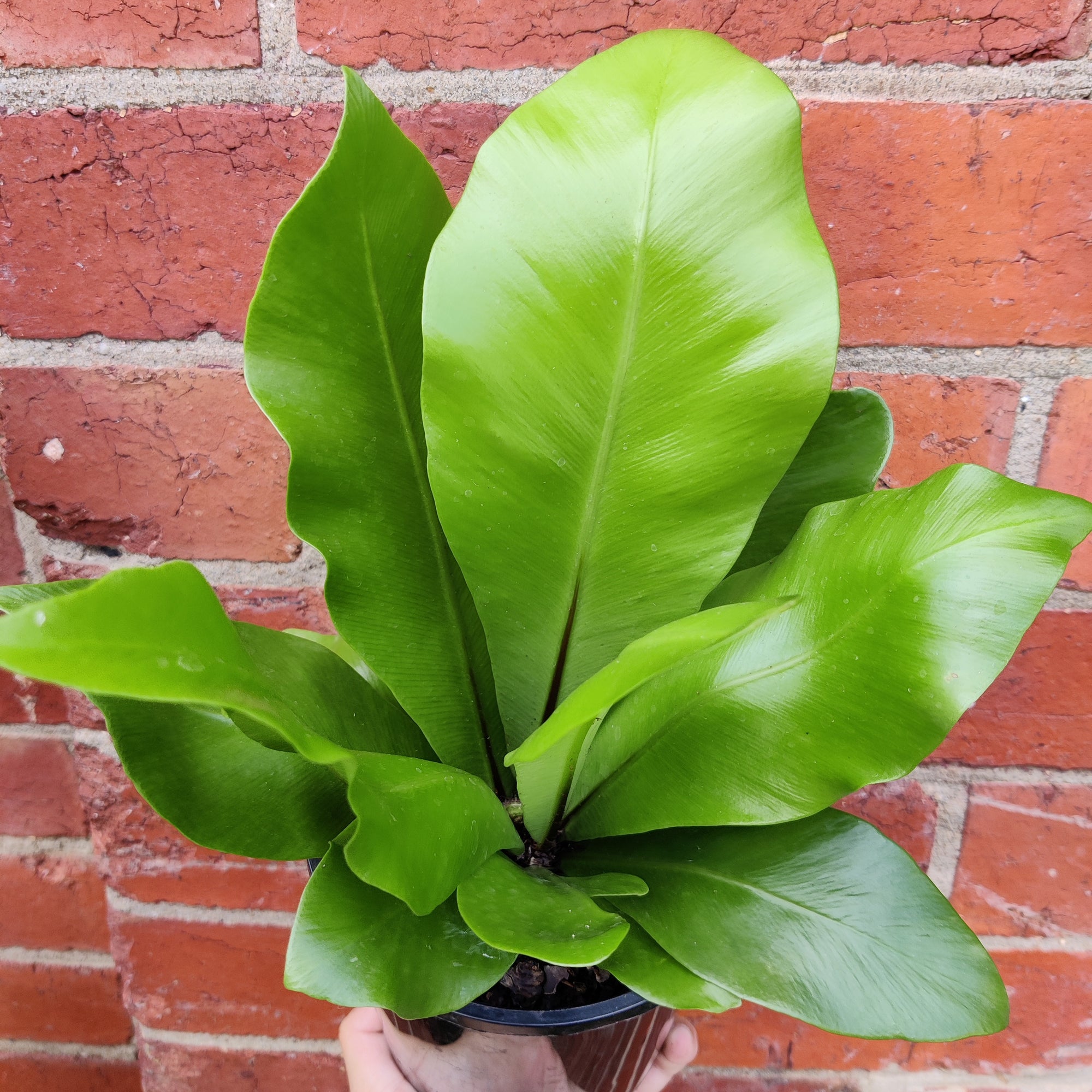 Bird nest fern (Asplenium Australisicum) - 14cm Pot