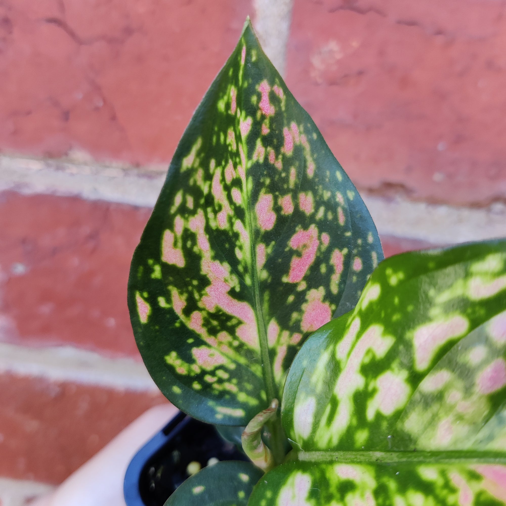 Baby Plant - Aglaonema Lady Valentine - 7cm pot