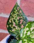 Baby Plant - Aglaonema Lady Valentine - 7cm pot
