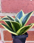 Sanseveria Trifasciata- 7cm Pot