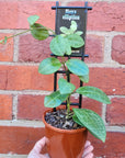 Hoya - Elliptica (no.219) - 10cm