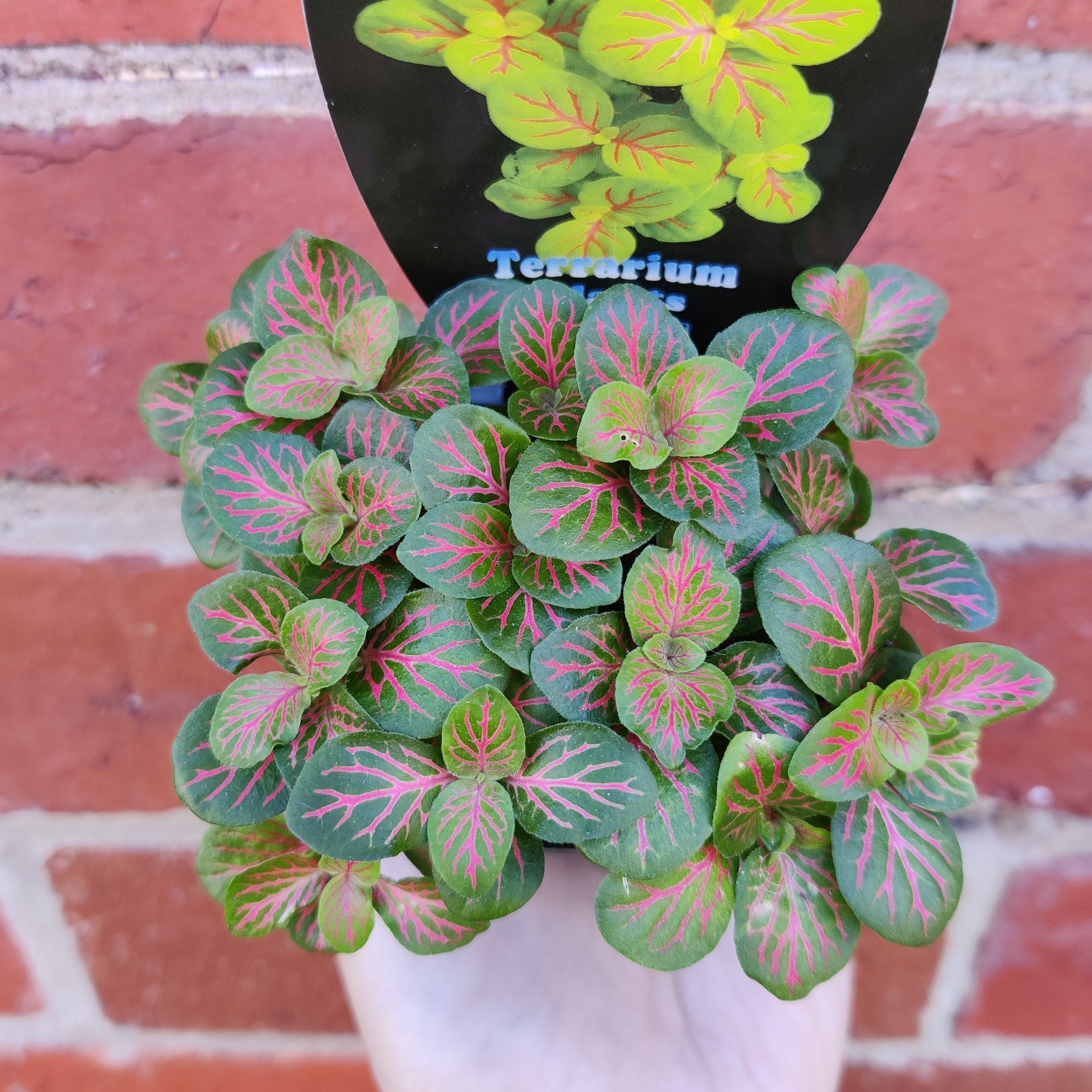 Baby Plant - Fittonia skeleton