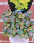 Baby Plant - Fittonia skeleton