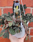 Pellionia Repens v Pulchra - 13cm Hanging Basket