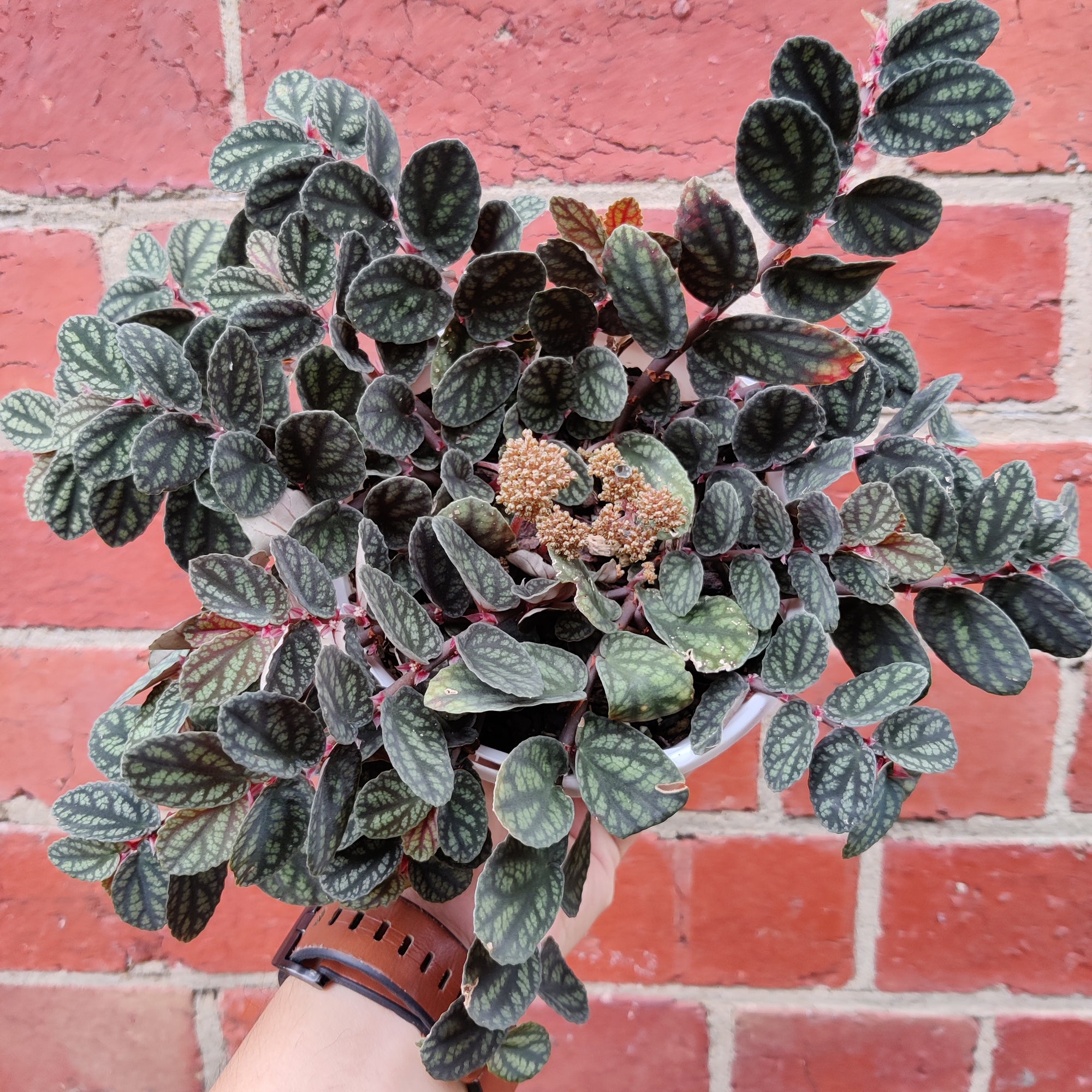 Pellionia Repens v Pulchra - 13cm Hanging Basket