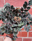 Pellionia Repens v Pulchra - 13cm Hanging Basket