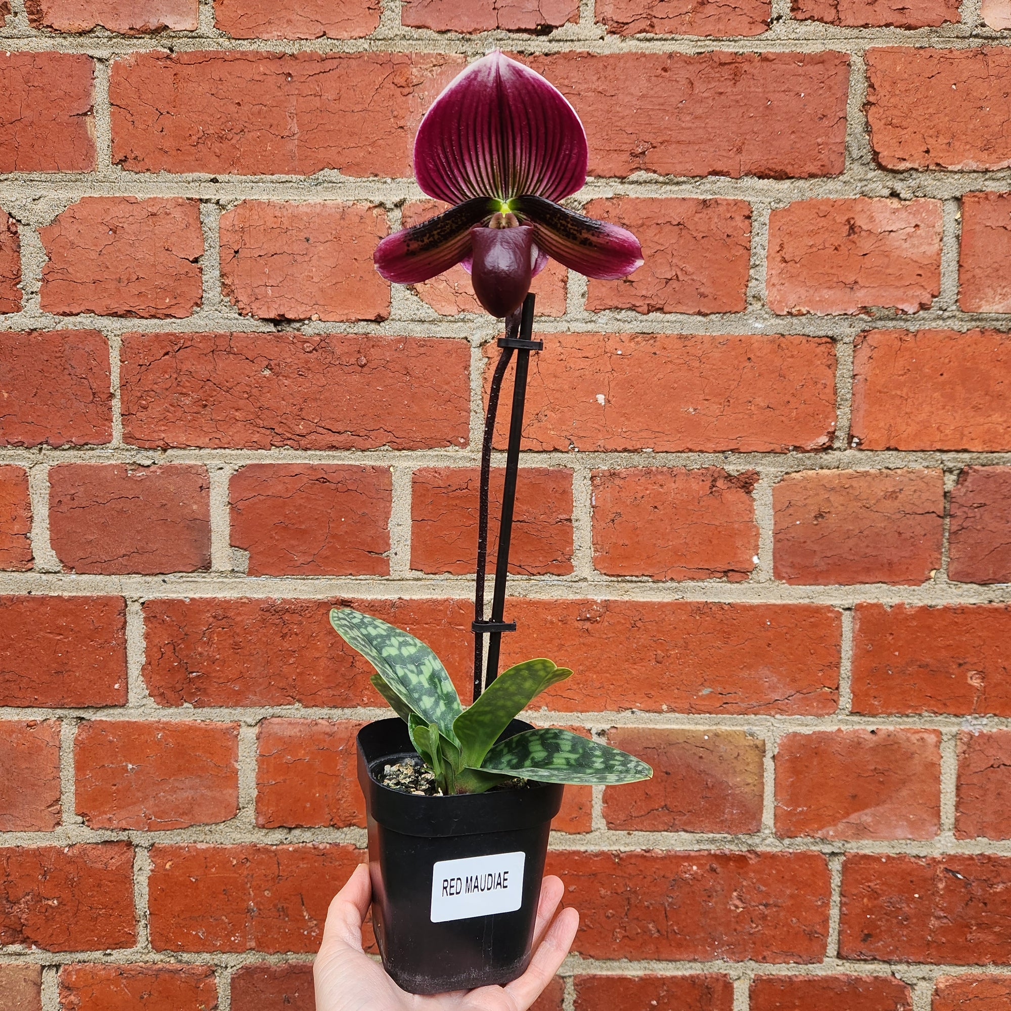 Slipper orchid - 10cm pot