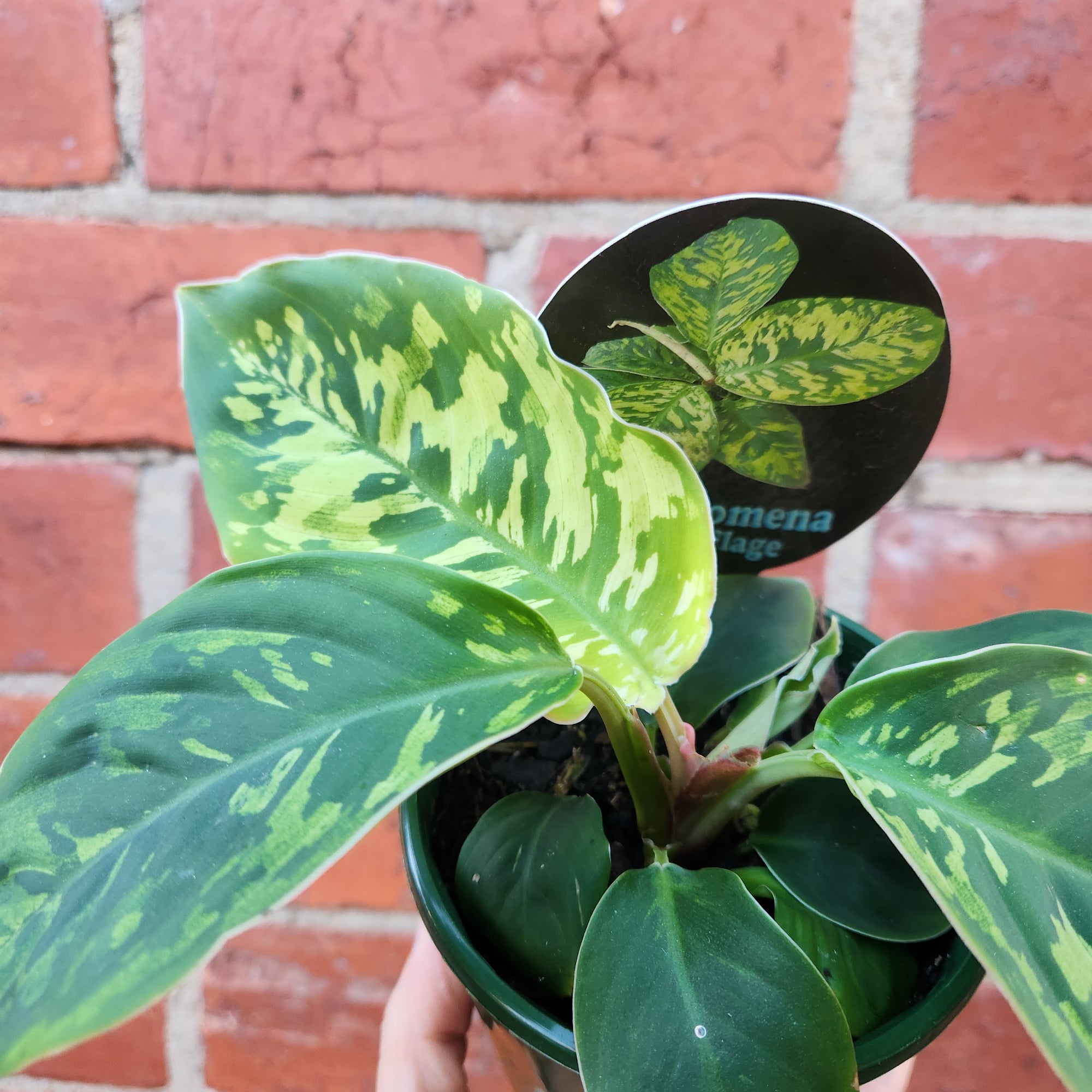 Homalomena Camouflage - 10cm pot