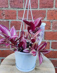 Tradescantia Zebrina Spiderwort - 13cm pot