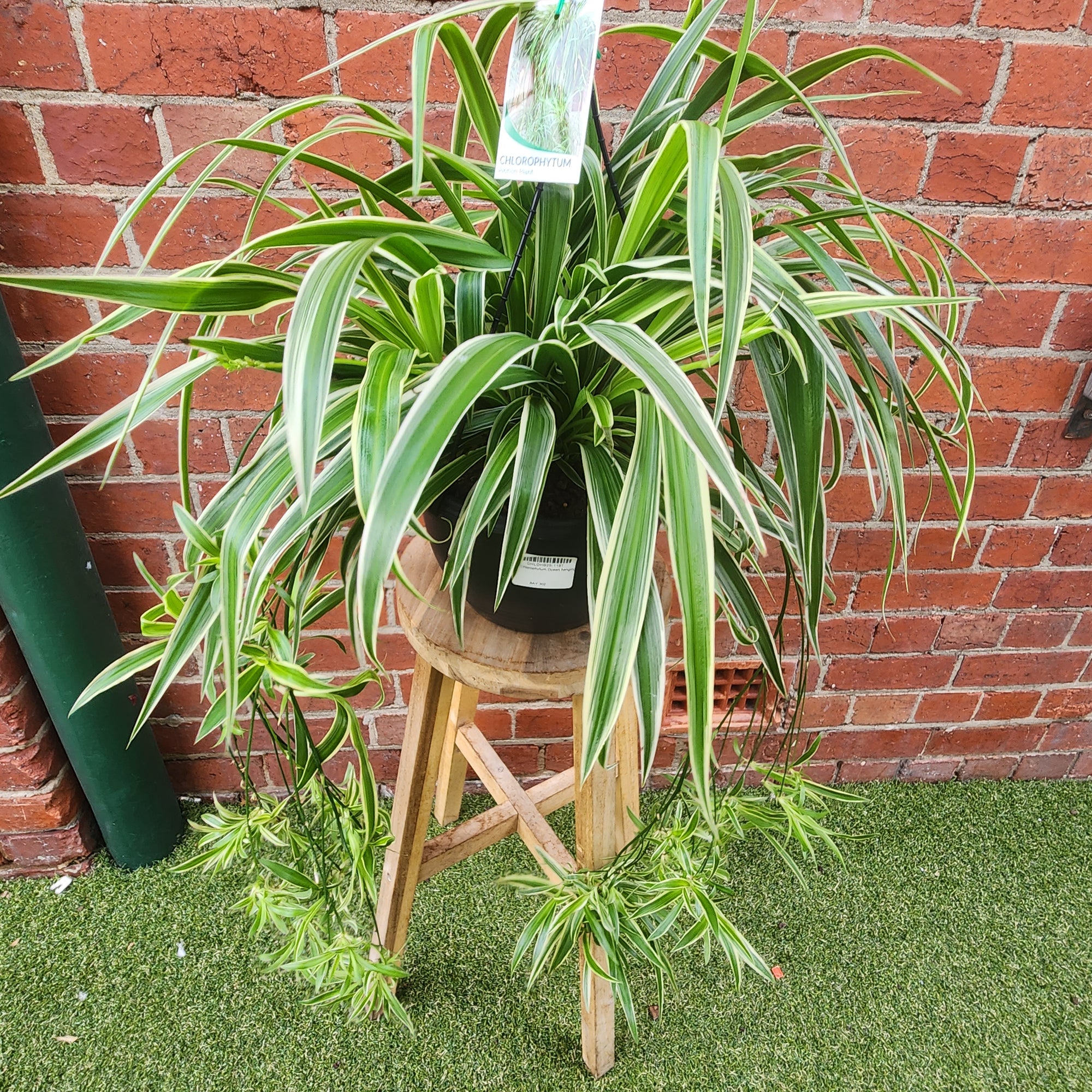 Spider Plant (Chlorophytum comosum Ocean) - 25cmHB