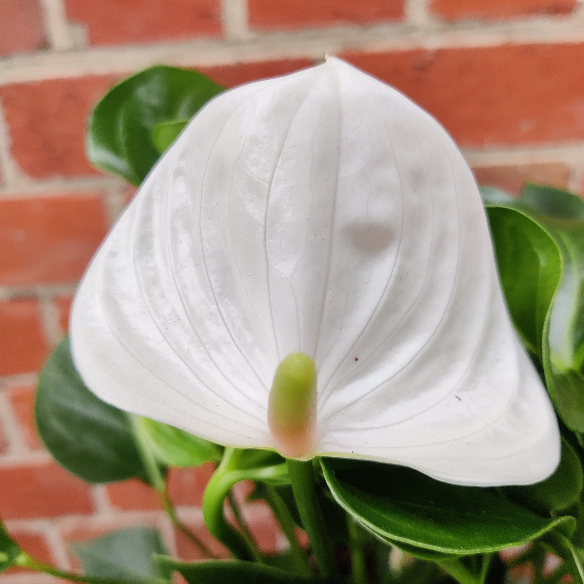 Anthurium - White heart 15cm pot