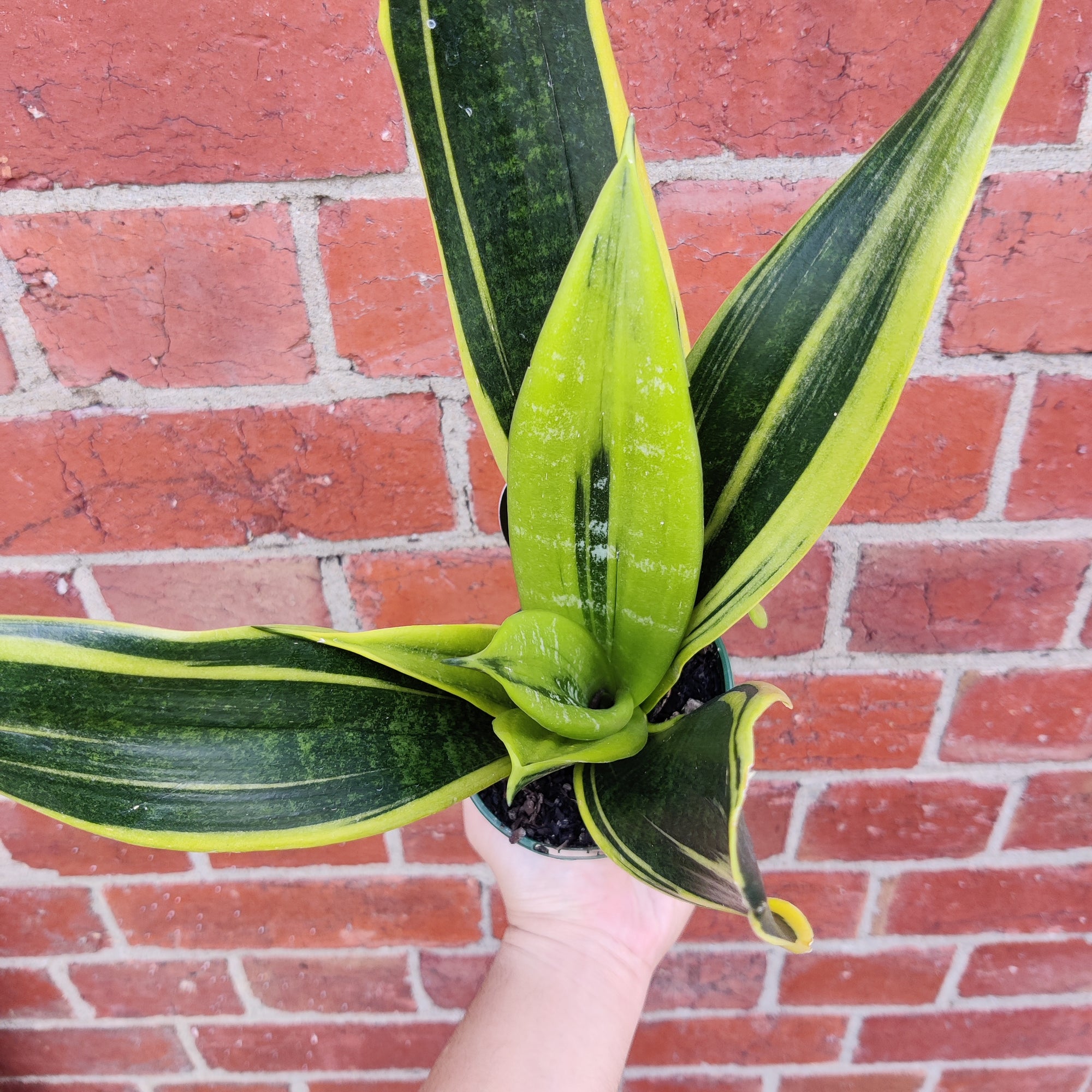 Sansevieria Golden Flame - 10cm Pot