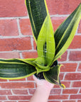 Sansevieria Golden Flame - 10cm Pot