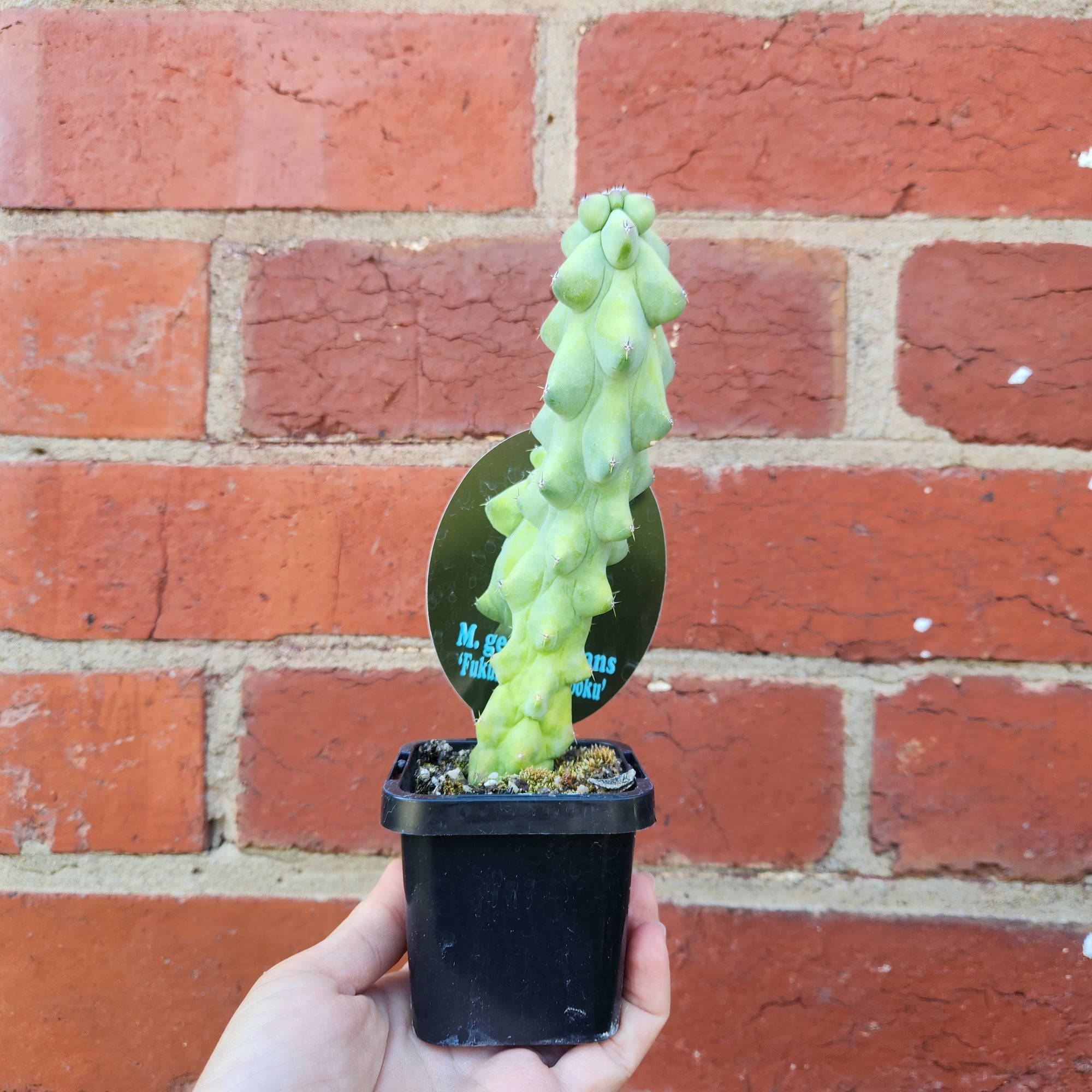 Blue Boobie Cactus - M. Geometrizans 'Fukurokuryuzinboku' - 7cm pot