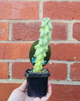 Blue Boobie Cactus - 7cm pot