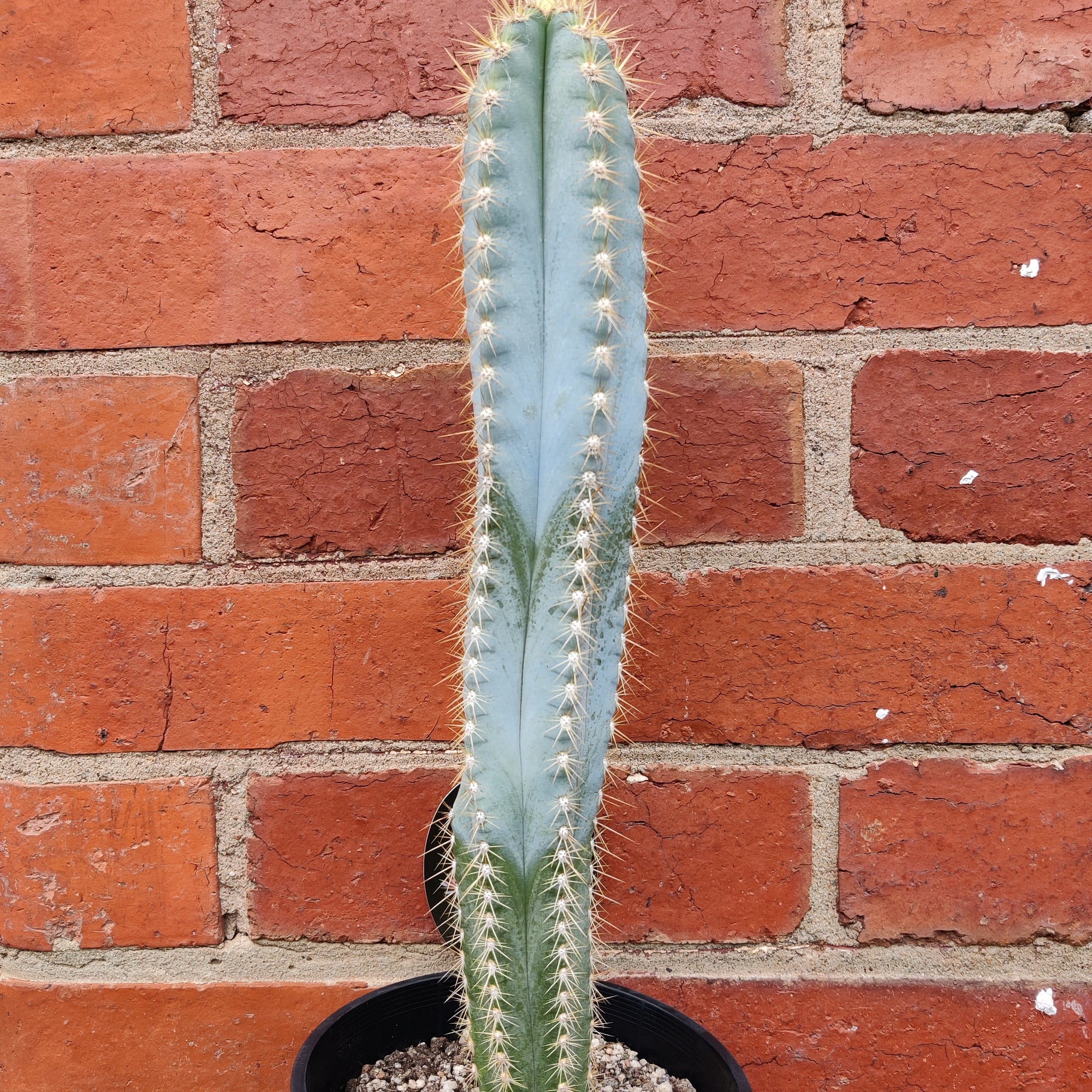 Pilocereus Cactus - 15cm pot