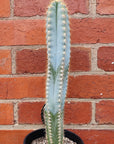 Pilocereus Cactus - 15cm pot